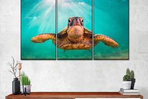 Модульная картина из трех частей Art Studio Shop Большая черепаха 128x81 см (M3_L_107)