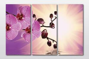 Модульная картина из трех частей Art Studio Shop Орхидея в лучах 128x81 см (M3_L_149)