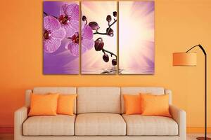 Модульная картина из трех частей Art Studio Shop Орхидея в лучах 78x48 см (M3_M_149)