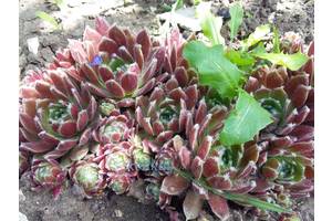 Молодило Pautinka (Sempervivum pumilum)