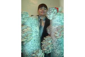 Набор для выращивания грибов + инструкция.