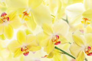 Наклейки кухонный фартук Zatarga ' Нежные желтые орхидеи ' 600х3000 мм Желтый (Z180250/2)