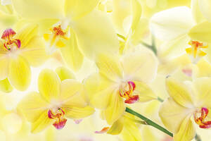 Наклейки кухонный фартук Zatarga 'Нежные желтые орхидеи' 600х2500 мм Желтый (Z180250)