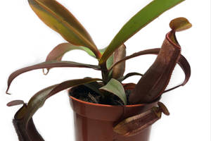 Непентес Сангвинея Растение хищник AlienPlants Nepenthes Sanguinea Plants (SUN007CP)