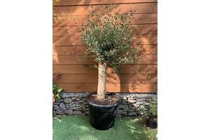 Оливковое дерево Florinda Olea europaea, 140-160см, объём горшка 35 л