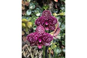 Орхидея Фаленопсис Florinda Дикий Кот Orchid Phalaenopsis Wild Cat
