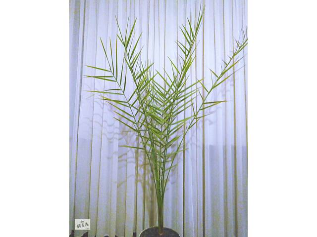 Пальма фінікова, висотою (від кореня) 170 см, віком 18 років