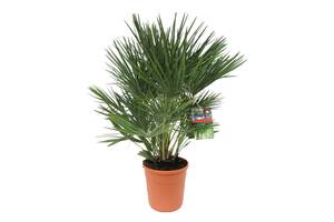 Пальма Хамеропс веерная Florinda Chamaerops Humilis 90-100 см 5 л