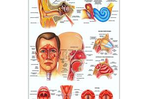 Плакат Анатомічна будова вуха, горла і носа А1