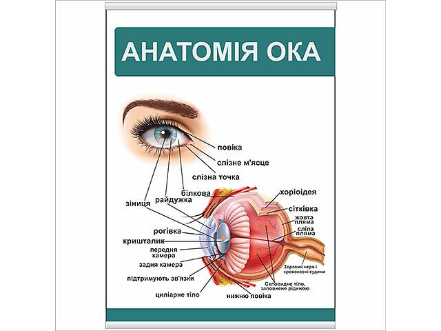 Плакат Анатомія ока А1