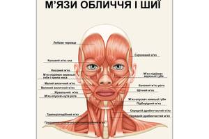 Плакат М’язи обличчя і шиї Vivay А0