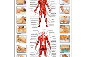 Плакат Основные группы мышц и массажные техники Vivay А1