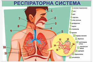 Плакат Респіраторна система А0