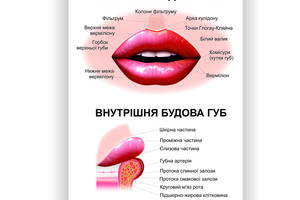 Плакат Строение губ Vivay 60х80 см Белый