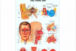 Плакат Ухо горло нос А1