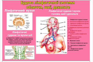 Плакат Vivay Будова лімфатичної системи обличчя, шиї, декольте А1 (8856)
