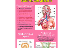 Плакат Vivay Будова лімфатичної системи обличчя, шиї, декольте А1 (8880)