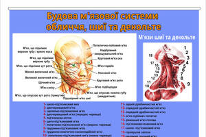 Плакат Vivay Будова м'язової системи обличчя, шиї та декольте А1 (8872)