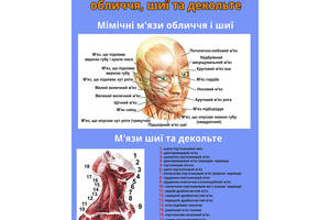 Плакат Vivay Будова м'язової системи обличчя, шиї та декольте А1 (8888)