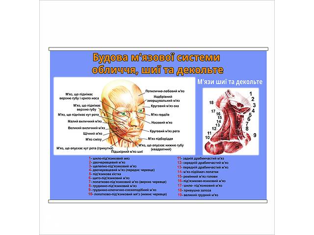 Плакат Vivay Будова м'язової системи обличчя, шиї та декольте А0 (8871)