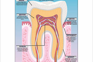 Плакат Vivay Как устроены ваши зубы 59x84 см (5453)