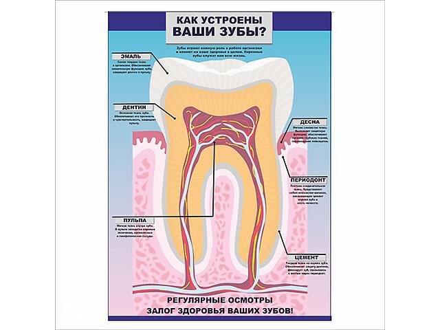 Плакат Vivay Как устроены ваши зубы 59x84 см (5453)