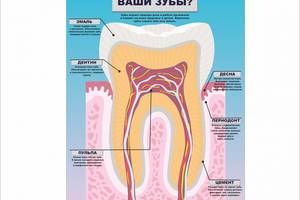 Плакат Vivay Как устроены ваши зубы А1