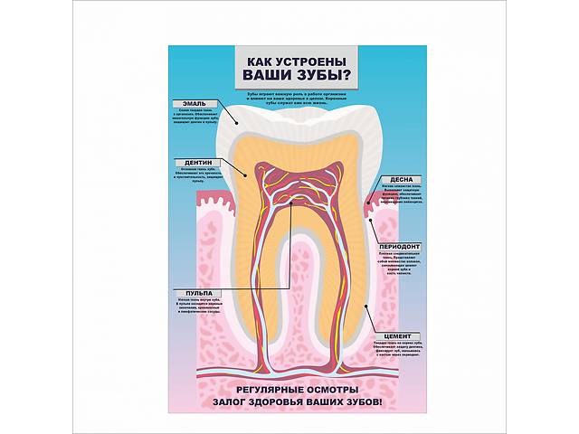 Плакат Vivay Как устроены ваши зубы А1