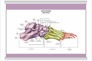 Плакат Vivay Кістки стопи (вид збоку) А1 (9256)