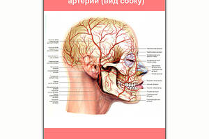 Плакат Vivay Кровеносная система головы, артерии (вид сбоку) А0 (8245)