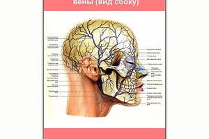 Плакат Vivay Кровеносная система головы вены (вид сбоку) А0 (8117)