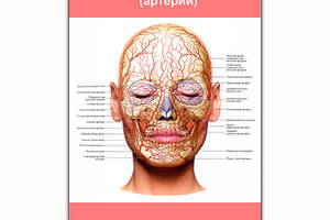 Плакат Vivay Кровеносная система лица (артерии) А1 (8190)