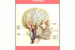 Плакат Vivay Лимфатическая система головы А1 (8182)