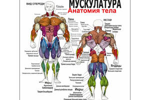 Плакат Vivay Мускулатура. Анатомия тела 70x70 см (4683)