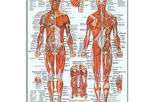 Плакат Vivay Мышечная система А0 (8951)