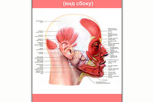 Плакат Vivay Мышечная система головы с жировыми пакетами (вид сбоку) А0 (8221)