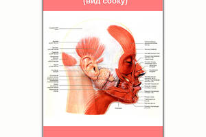 Плакат Vivay Мышечная система головы (вид сбоку) А1 (8230)