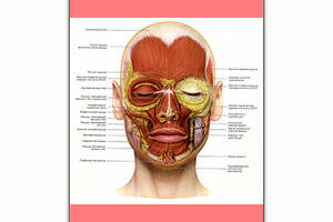 Плакат Vivay Мышечная система лица А0 (8205)