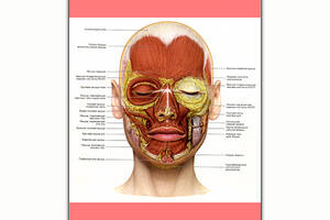 Плакат Vivay Мышечная система лица А1 (8206)