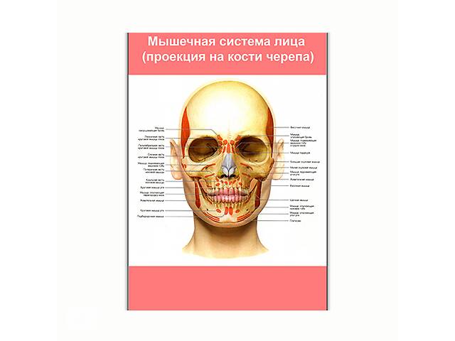 Плакат Vivay Мышечная система лица (проекция на кости черепа) А0 (8197)