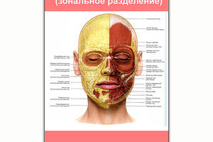Плакат Vivay Мышечная система лица (зональное разделение) А0 (8213)