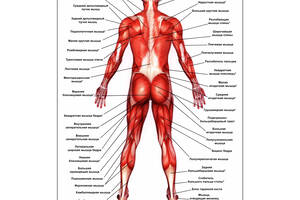 Плакат Vivay Мышцы А0 (4686)