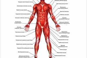 Плакат Vivay Мышцы А1 (a8224c-8197)