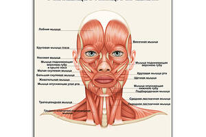 Плакат Vivay Мышцы лица и шеи 70x90 см (5456)