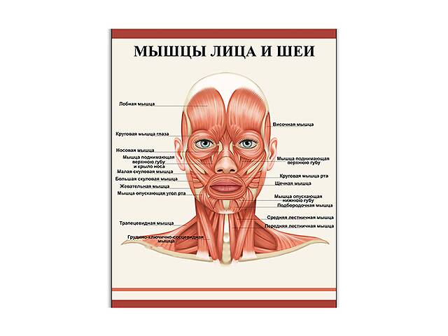 Плакат Vivay Мышцы лица и шеи 70x90 см (5456)