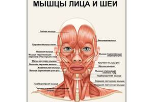Плакат Vivay Мышцы лица и шеи А1