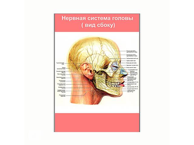 Плакат Vivay Нервная система головы (вид сбоку) А0 (8133)