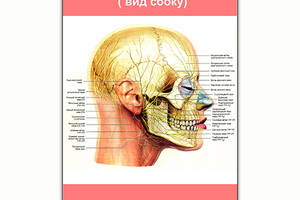 Плакат Vivay Нервная система головы (вид сбоку) А1 (8134)