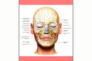Плакат Vivay Нервная система лица А0 (8253)