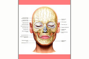 Плакат Vivay Нервная система лица А1 (8254)